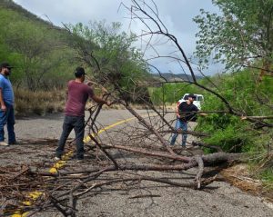 SERVICIOS PÚBLICOS RETIRA ÁRBOL CAÍDO